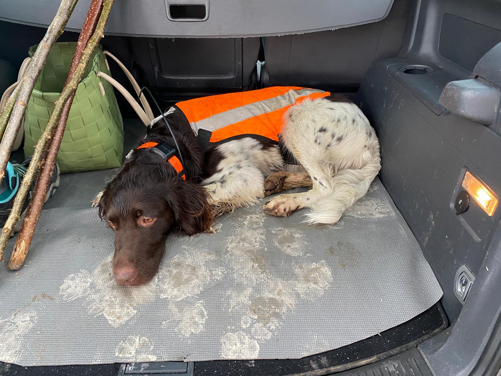 Kleiner Münsterländer erschöpft nach dem Drückjagdeinsatz — mit Schutzweste und GPS