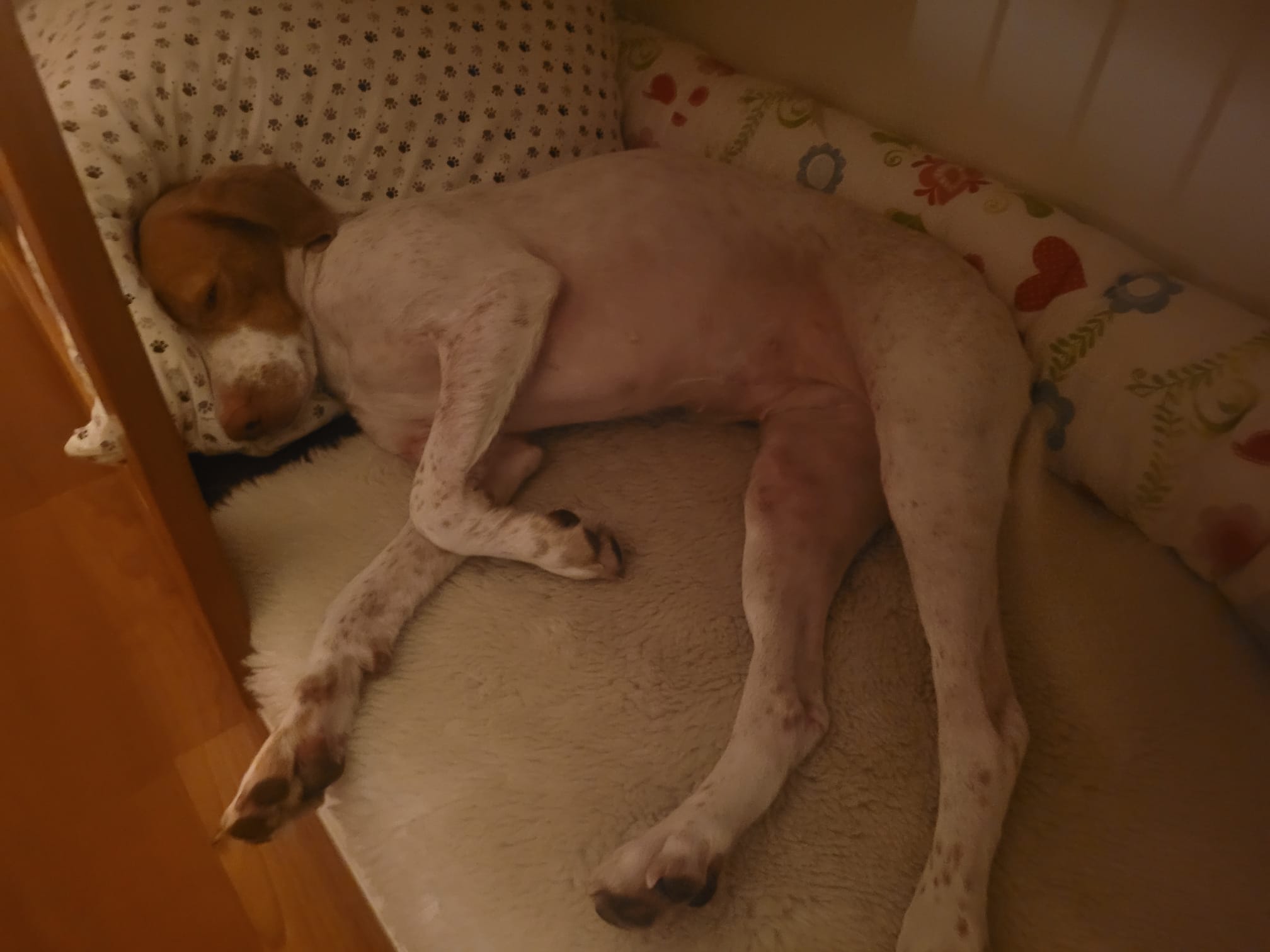 Heidi schläft erschöpft und tief am Abend nach der Drückjagd zuhause