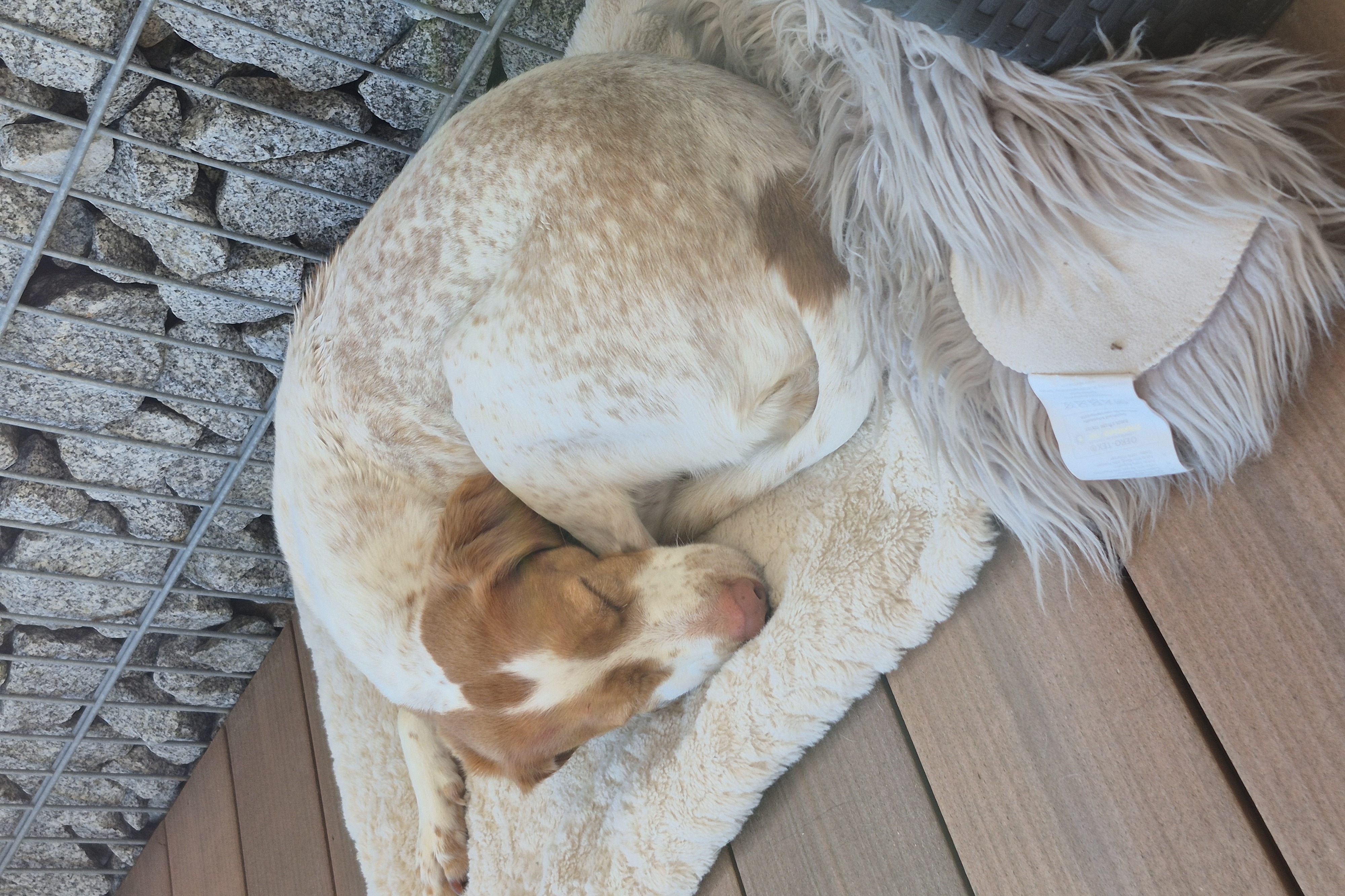 Erschöpfter Jagdhund ruht sich nach dem Training aus